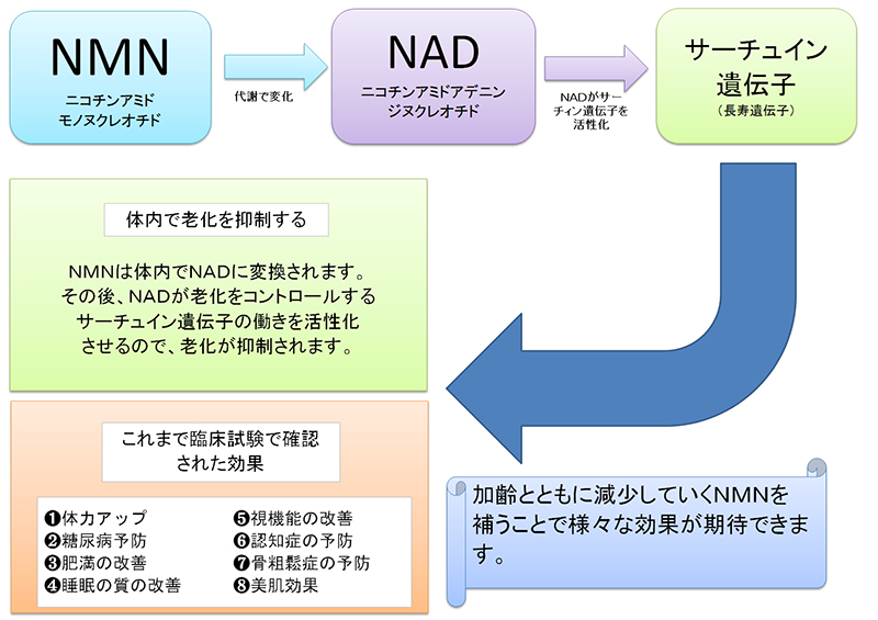 ＮＡＤ接種による様々な期待できる効果